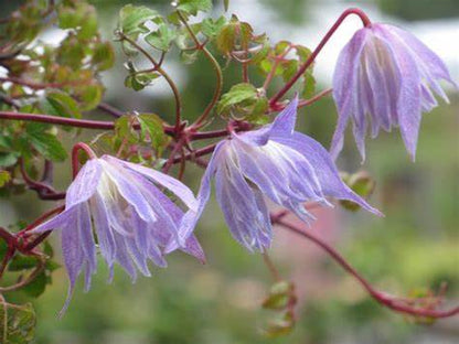 Clematis 'Alpina Blue Dancer'