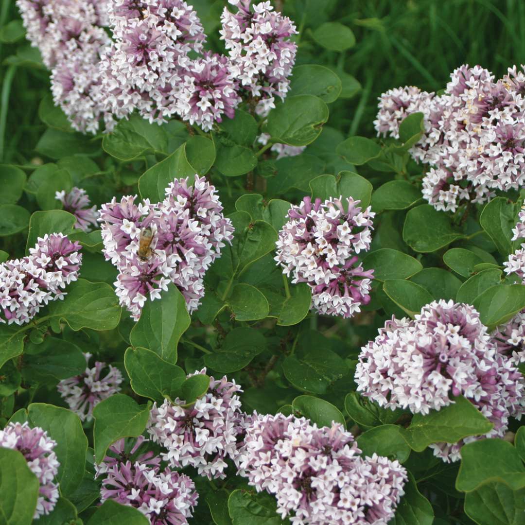 Lilac - BABY KIM