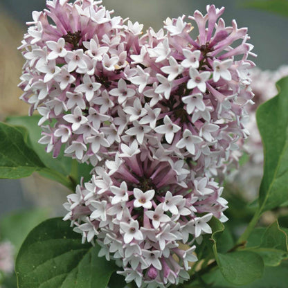 Lilac - BABY KIM