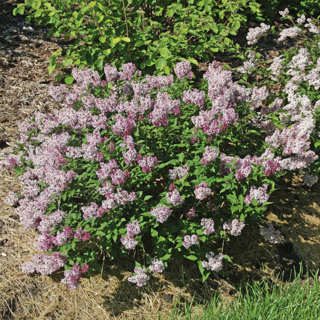 Lilac - BABY KIM