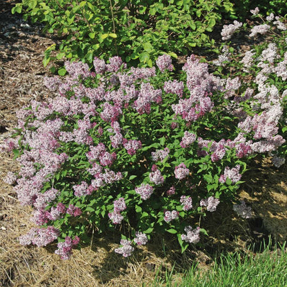 Lilac - BABY KIM