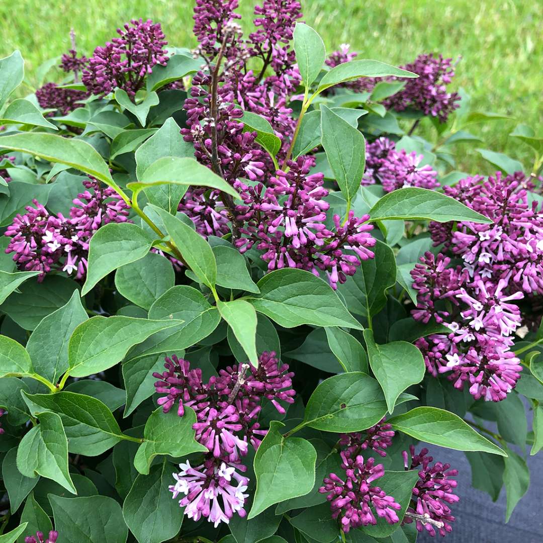 Lilac - BABY KIM