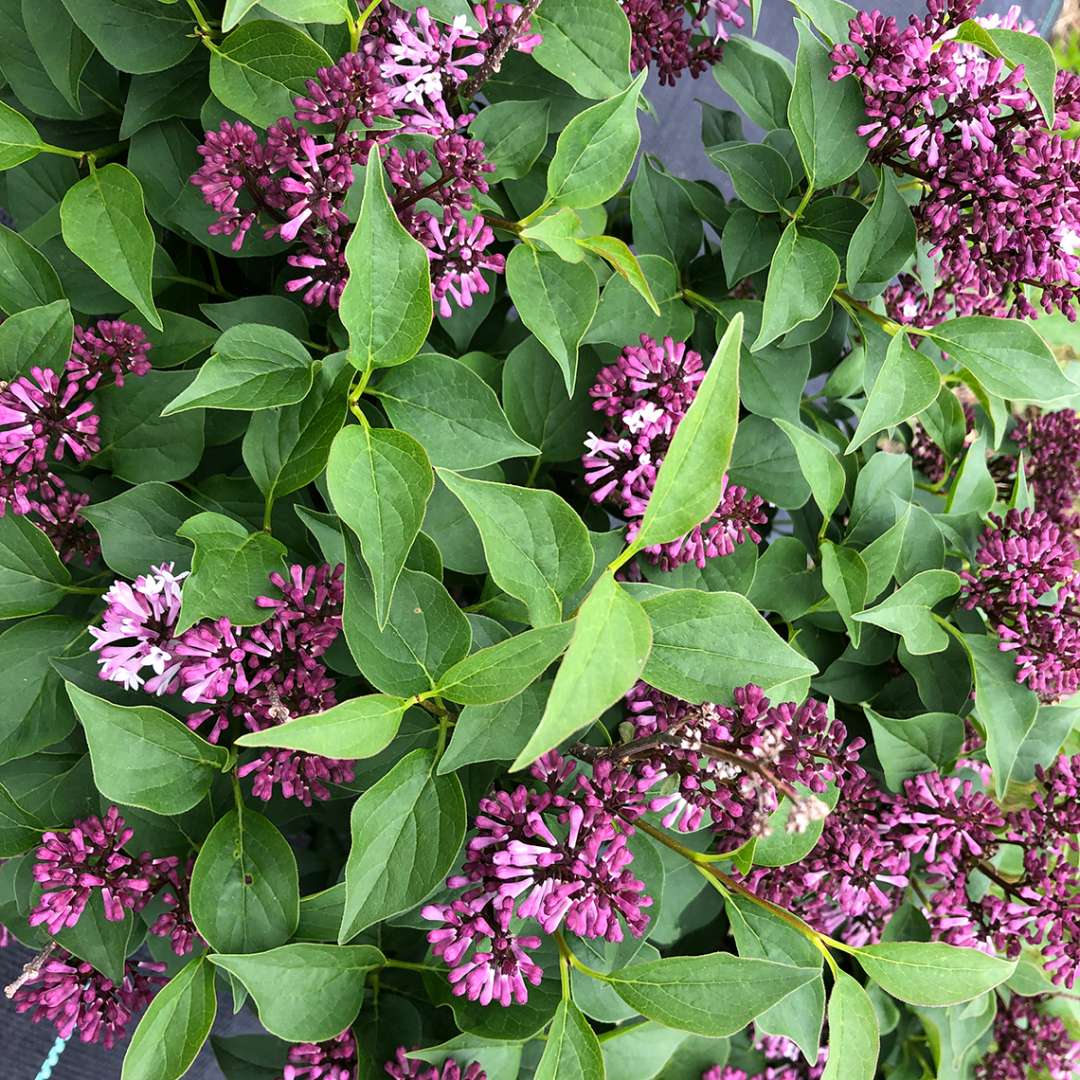Lilac - BABY KIM