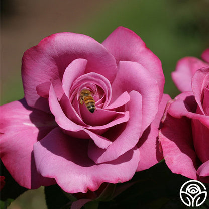 Rose - Barbra Streisand
