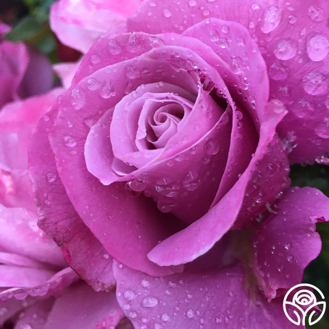 Rose - Barbra Streisand