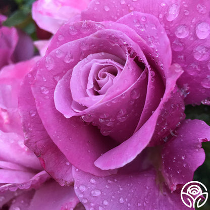 Rose - Barbra Streisand