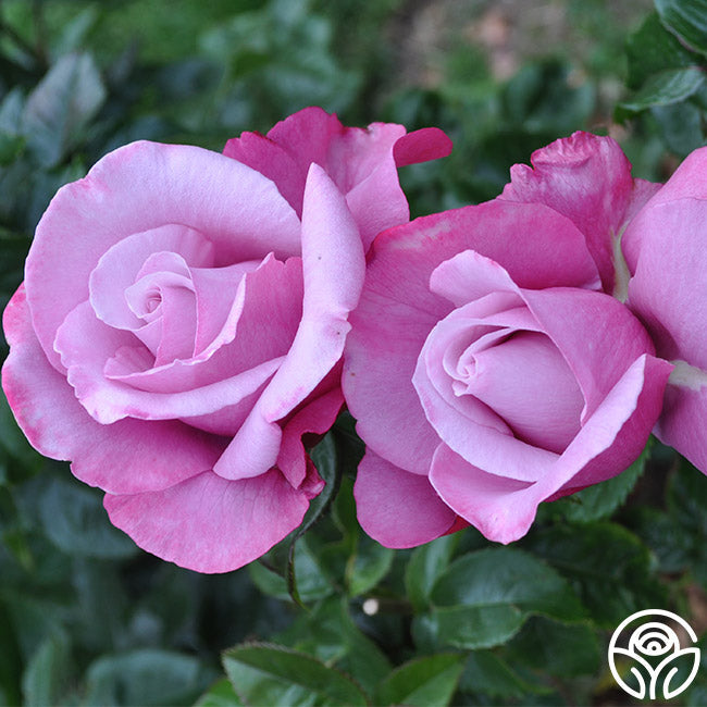 Rose - Barbra Streisand