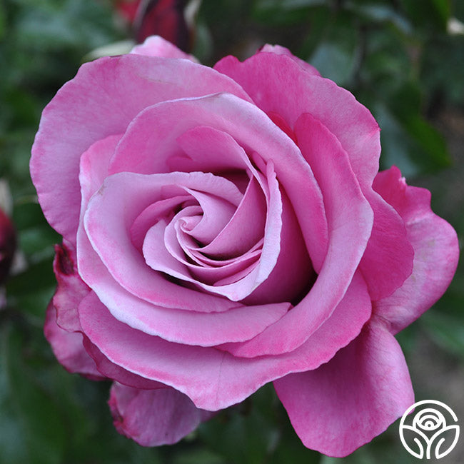 Rose - Barbra Streisand