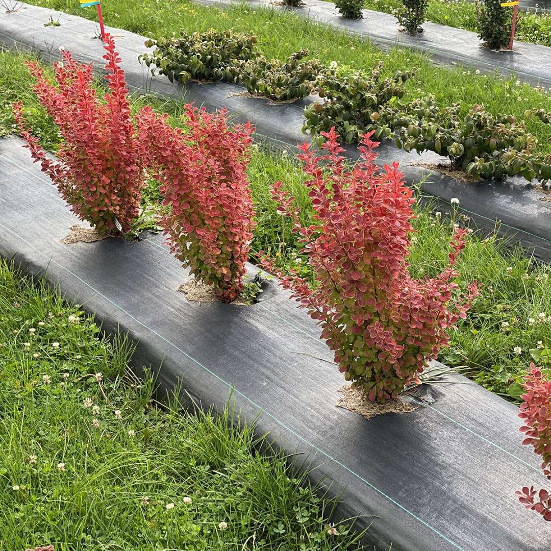 Barberry - SUNJOY ORANGE PILLAR