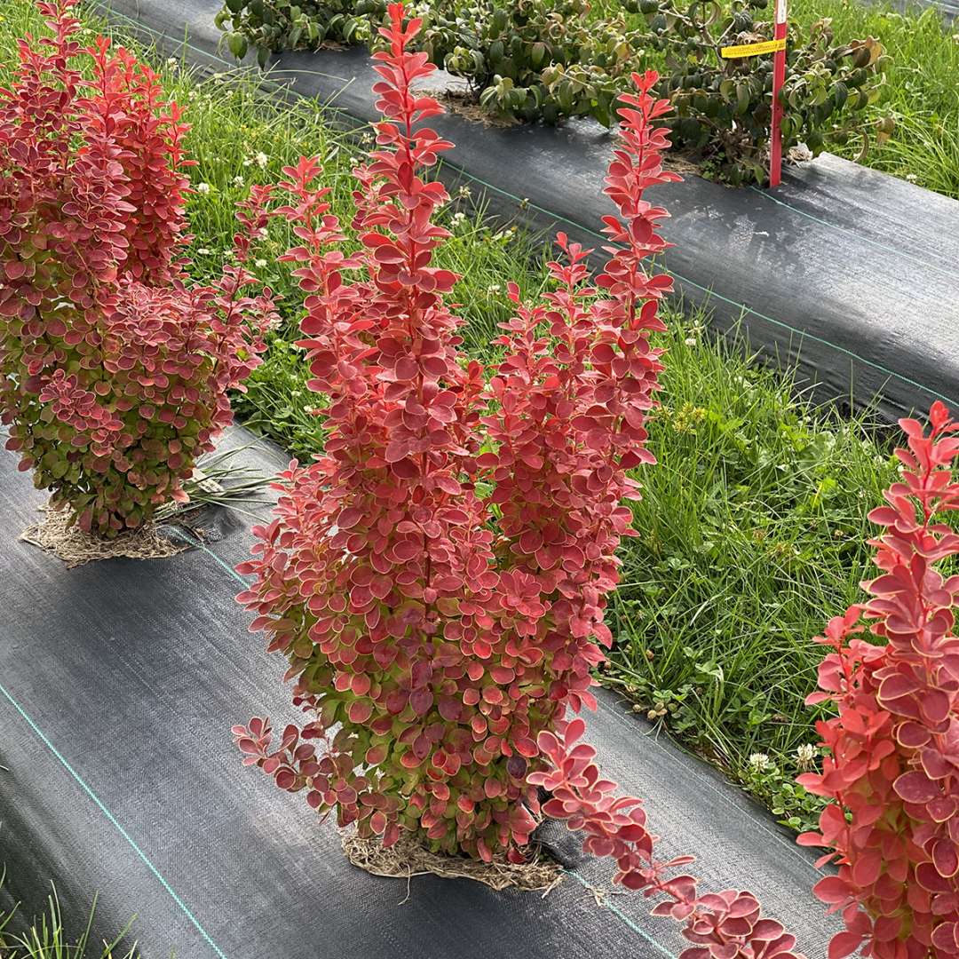 Barberry - SUNJOY ORANGE PILLAR