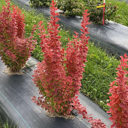 Barberry - SUNJOY ORANGE PILLAR