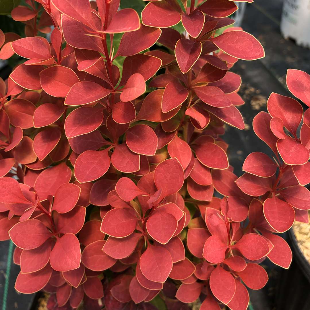 Barberry - SUNJOY ORANGE PILLAR