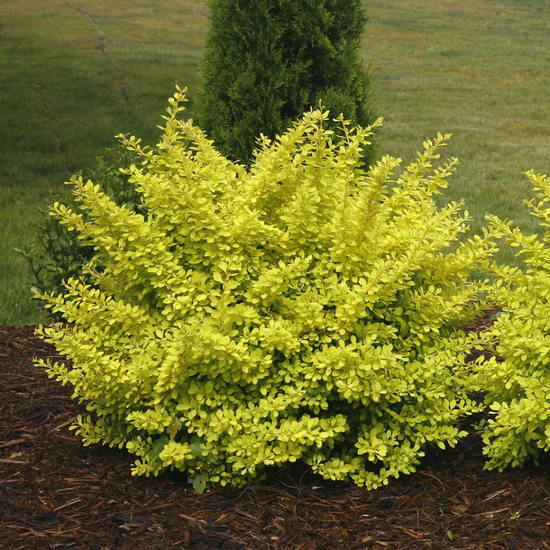 Barberry - SUNJOY Citrus