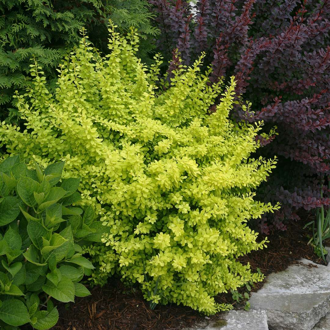 Barberry - SUNJOY Citrus