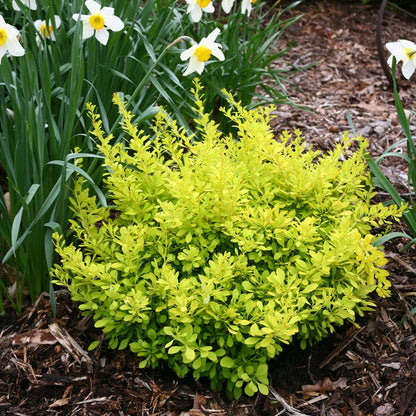 Barberry - SUNJOY Citrus