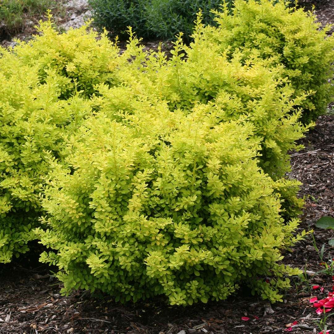 Barberry - SUNJOY Citrus