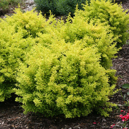 Barberry - SUNJOY Citrus