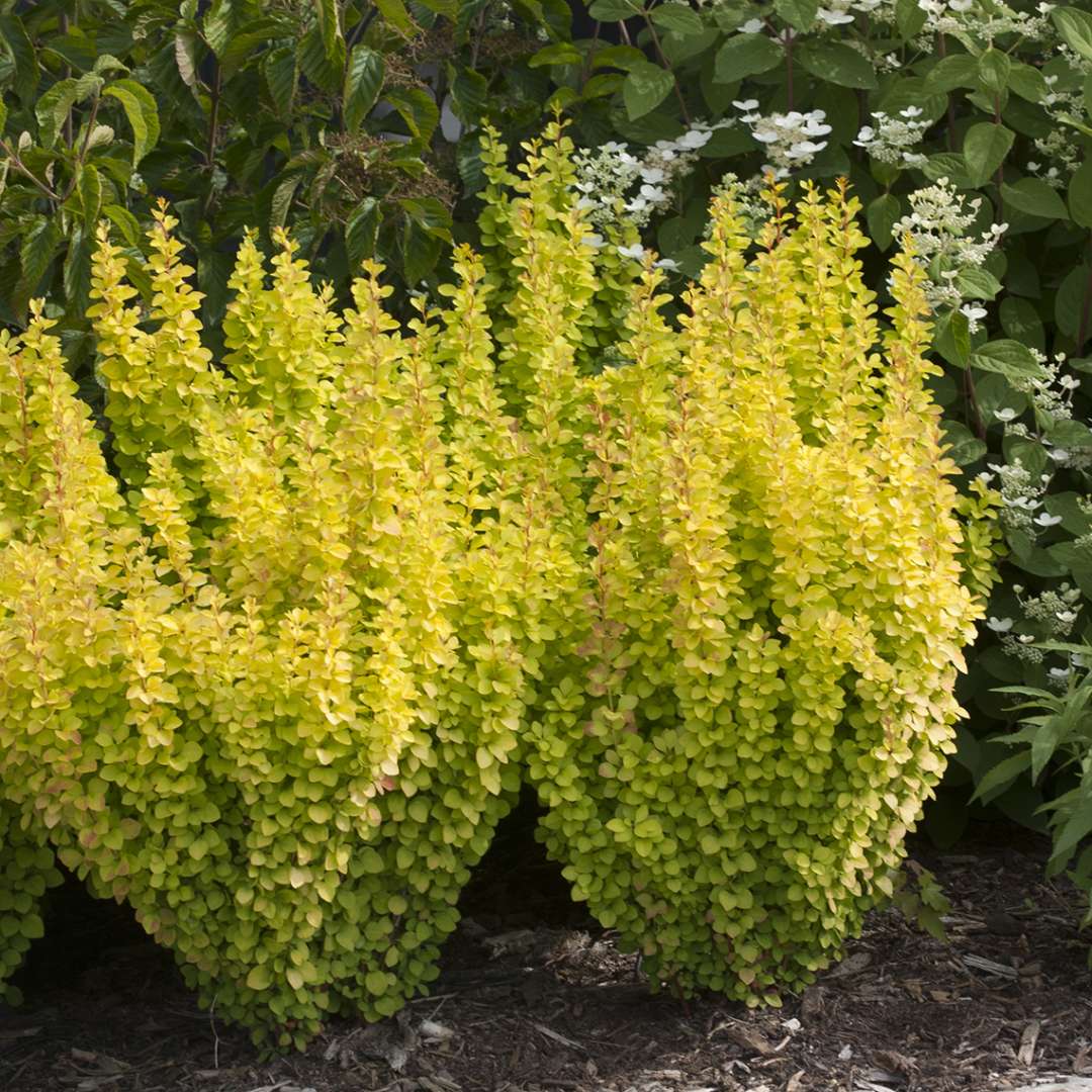 Barberry - SUNJOY GOLD PILLAR