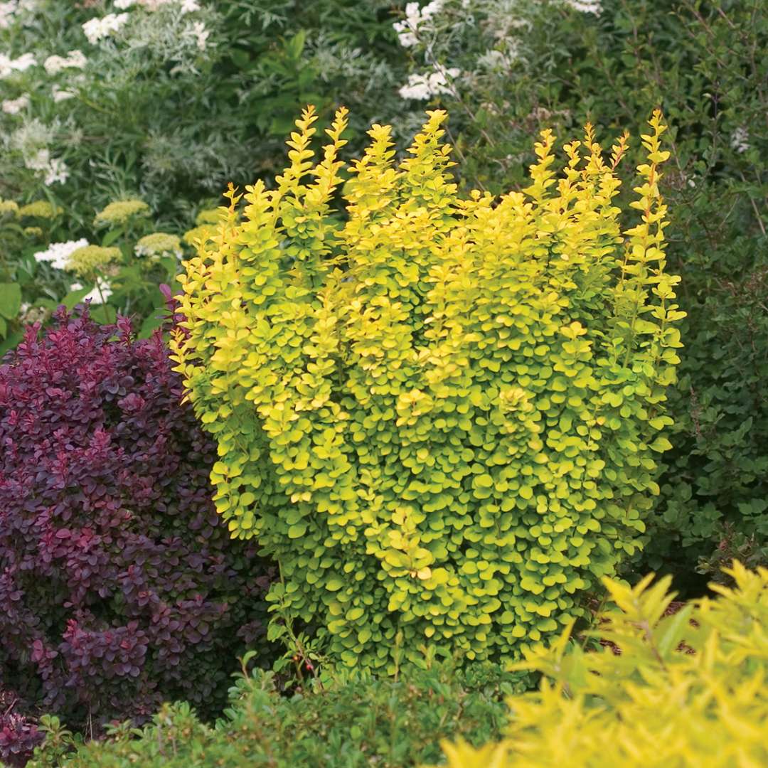 Barberry - SUNJOY GOLD PILLAR
