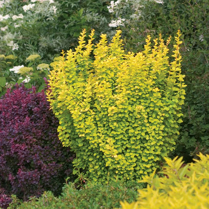 Barberry - SUNJOY GOLD PILLAR