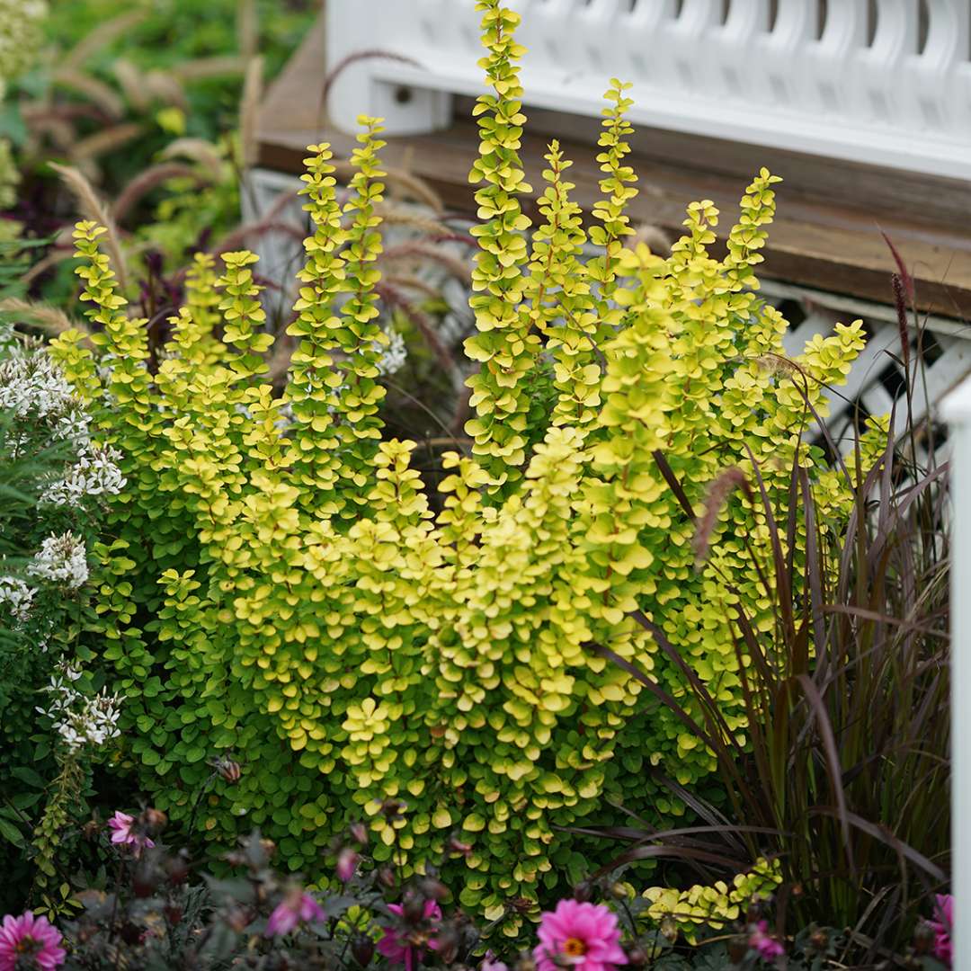 Barberry - SUNJOY GOLD PILLAR