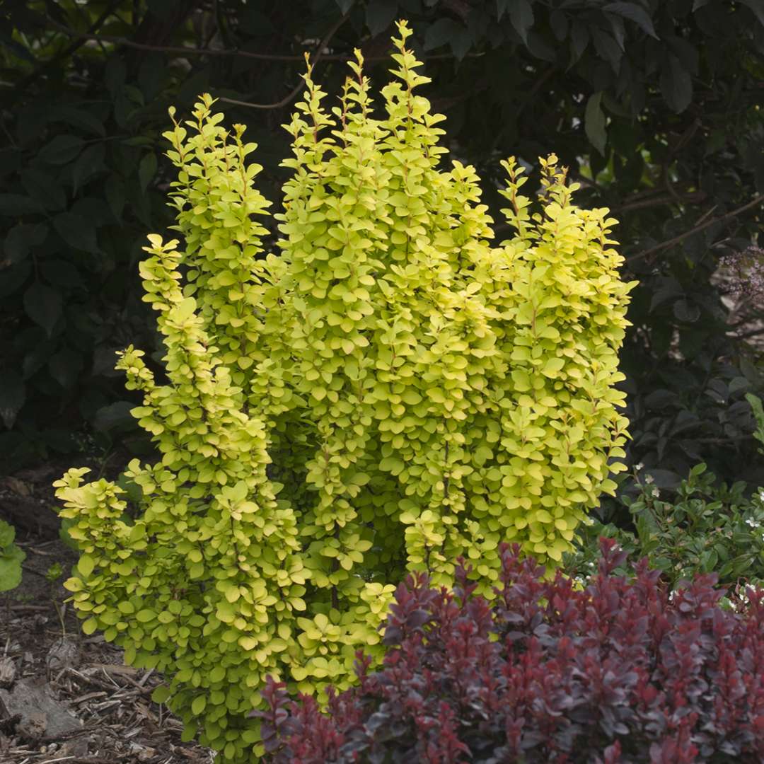 Barberry - SUNJOY GOLD PILLAR