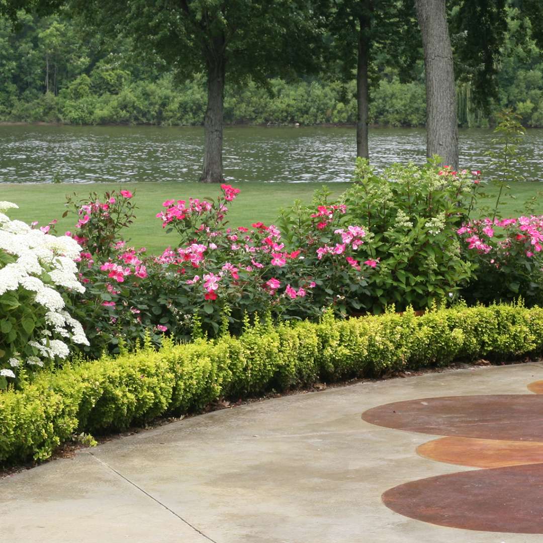 Barberry - SUNJOY GOLD PILLAR