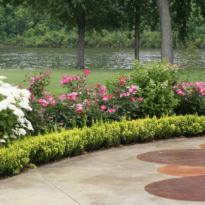 Barberry - SUNJOY GOLD PILLAR