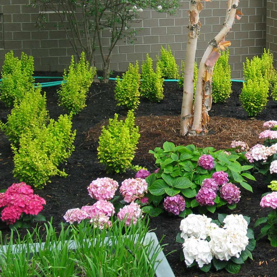 Barberry - SUNJOY GOLD PILLAR