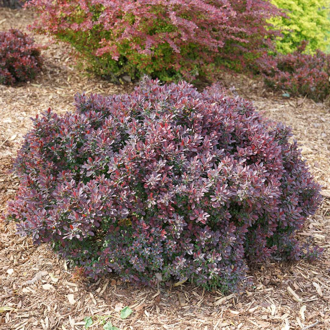 Barberry - SUNJOY MINI MAROON