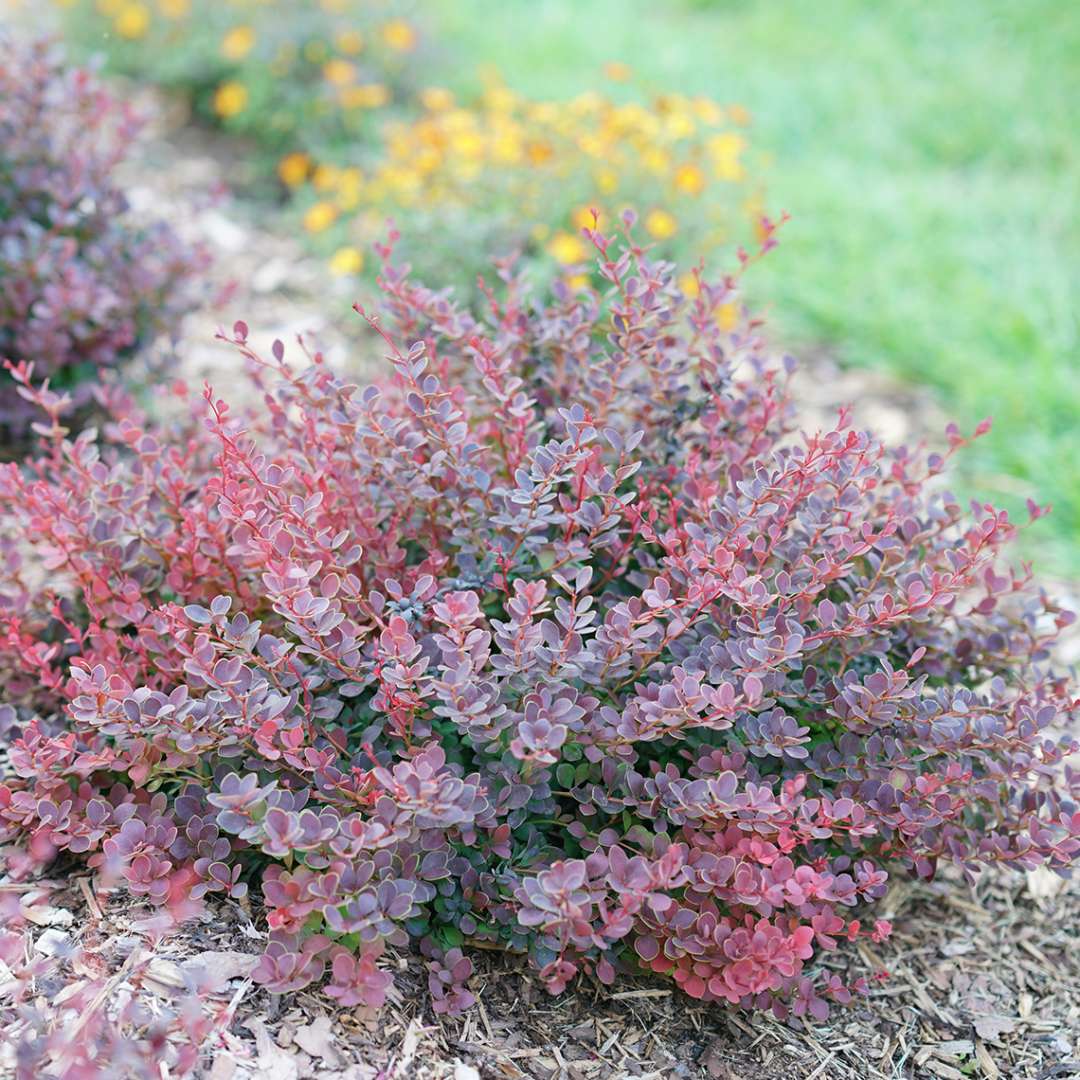 Barberry - SUNJOY MINI MAROON