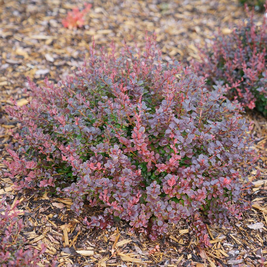 Barberry - SUNJOY MINI MAROON