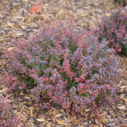 Barberry - SUNJOY MINI MAROON