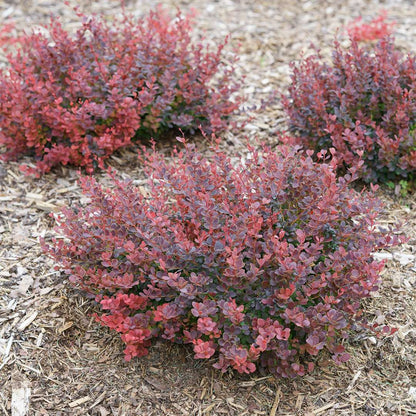 Barberry - SUNJOY MINI MAROON