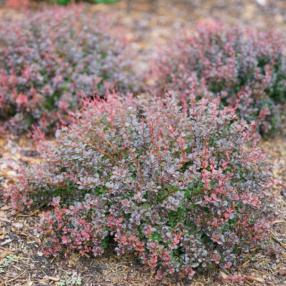 Barberry - SUNJOY MINI MAROON