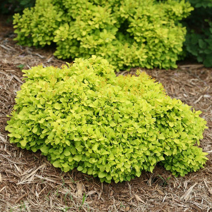 Barberry - SUNJOY Mini Saffron