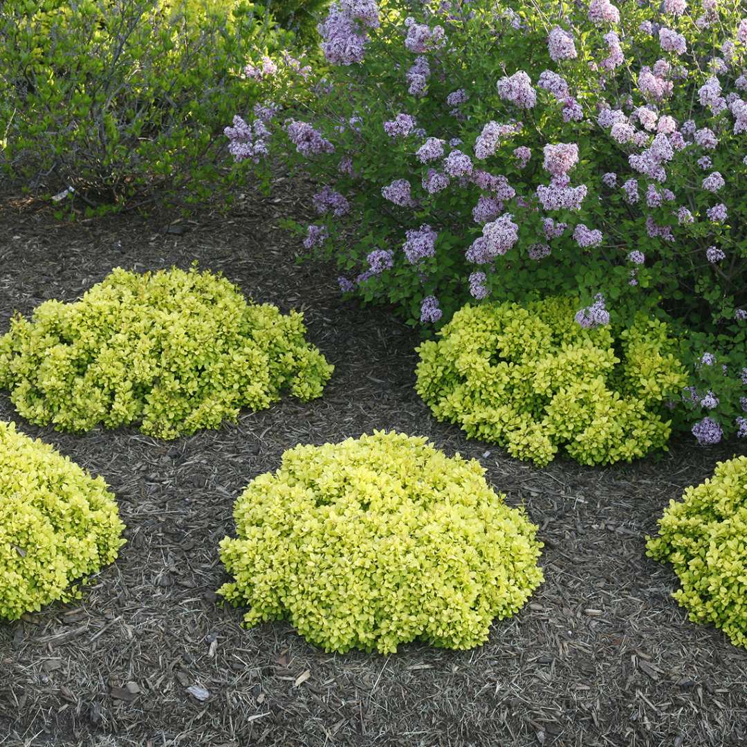 Barberry - SUNJOY Mini Saffron