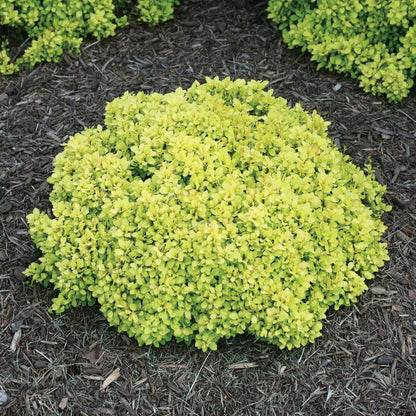 Barberry - SUNJOY Mini Saffron