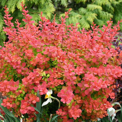 Barberry - SUNJOY TANGELO