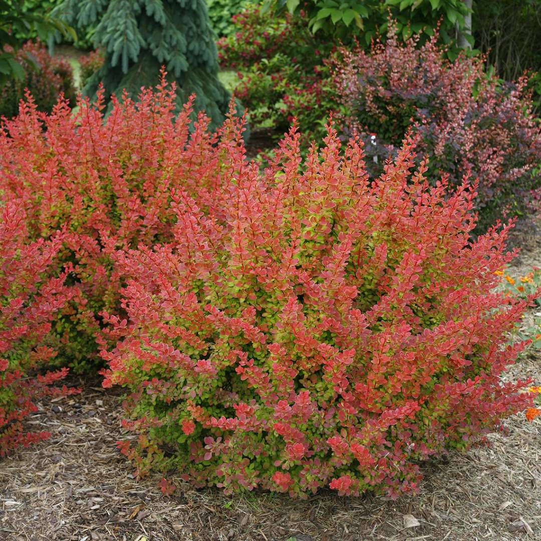 Barberry - SUNJOY TANGELO