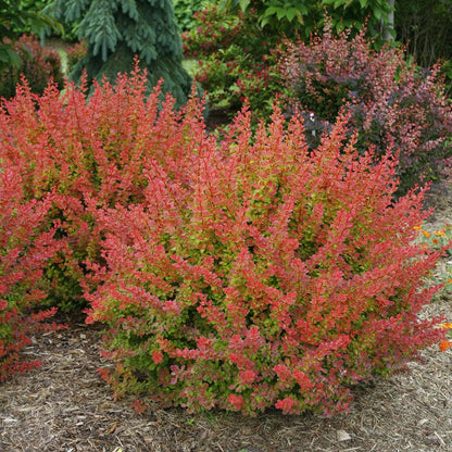 Barberry - SUNJOY TANGELO