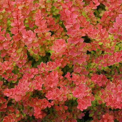 Barberry - SUNJOY TANGELO