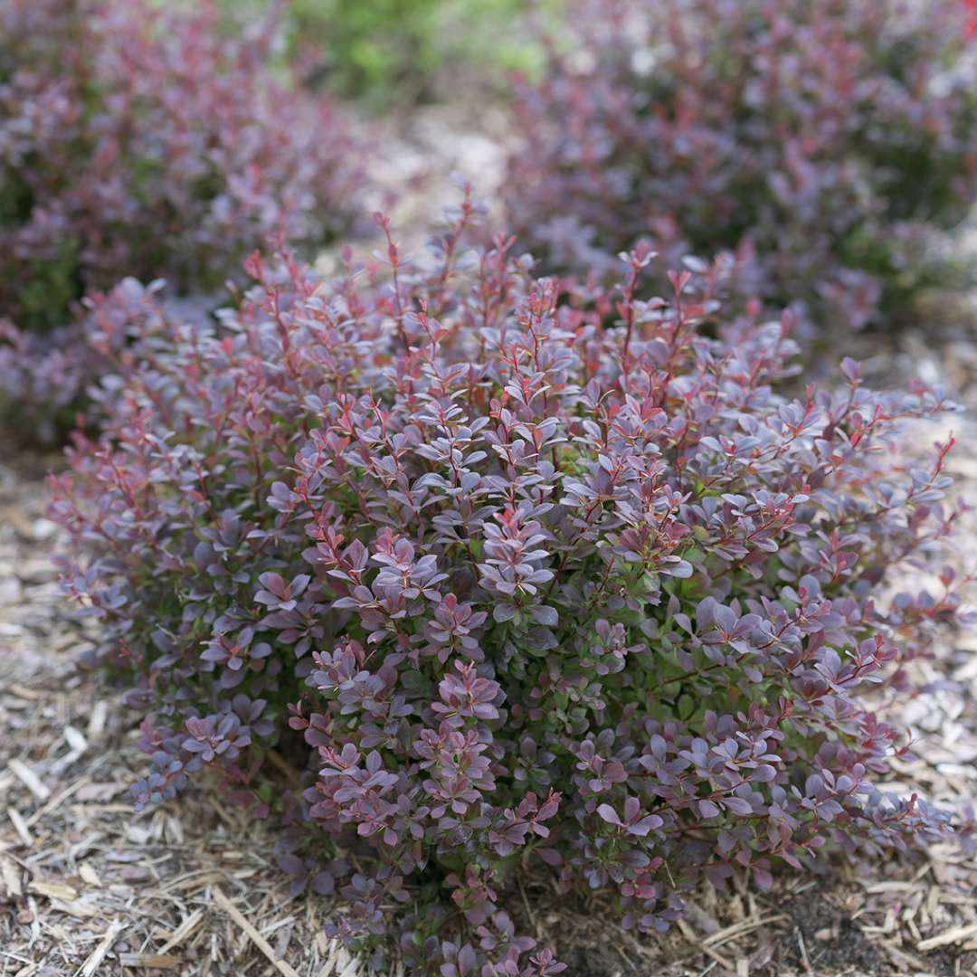 Barberry - SUNJOY TODO
