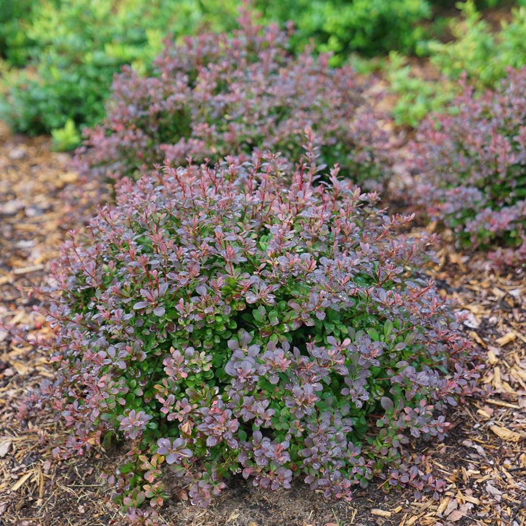 Barberry - SUNJOY TODO