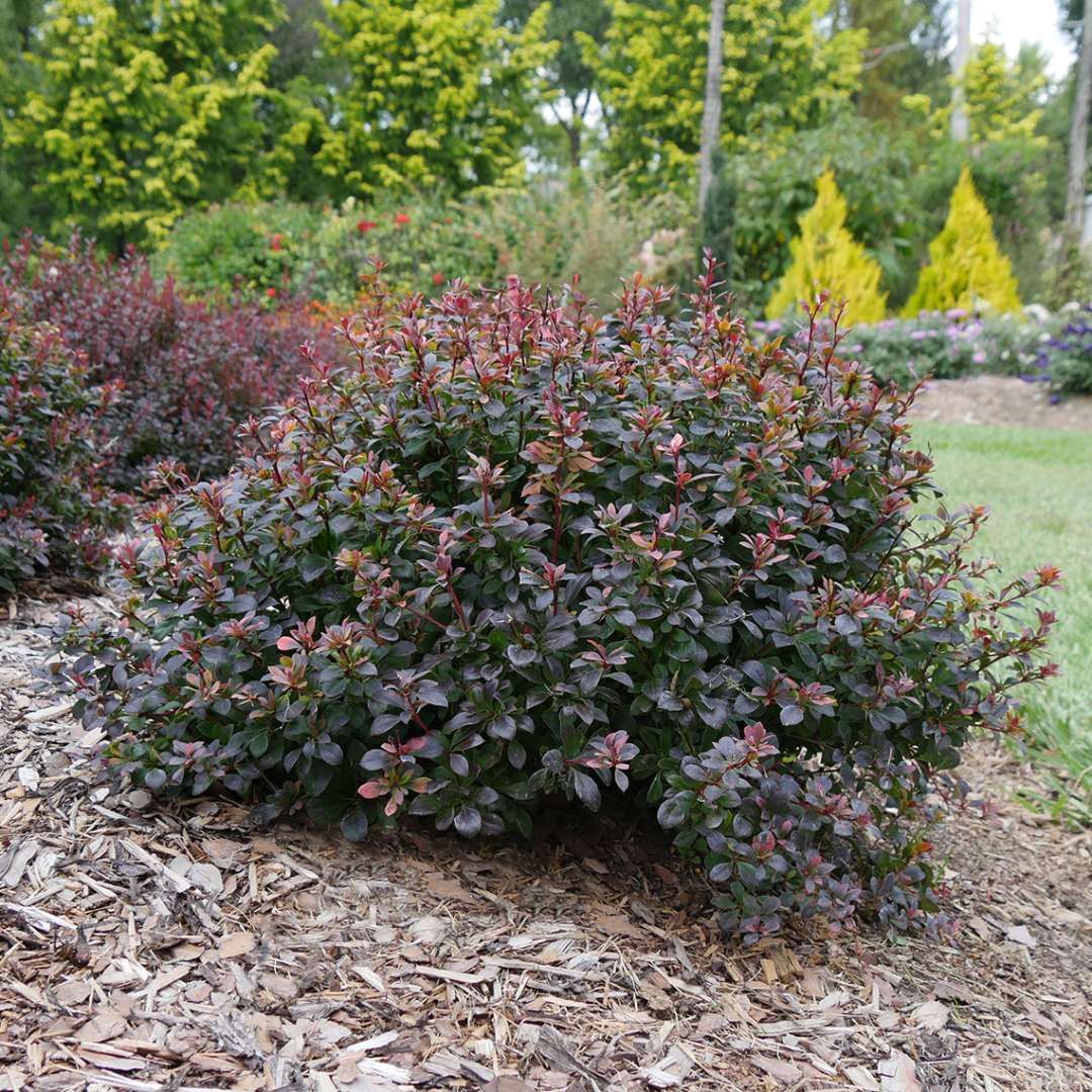 Barberry - SUNJOY TODO