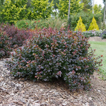 Barberry - SUNJOY TODO