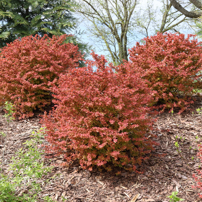 Barberry - SUNJOY FAST NEO