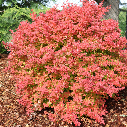 Barberry - SUNJOY FAST NEO