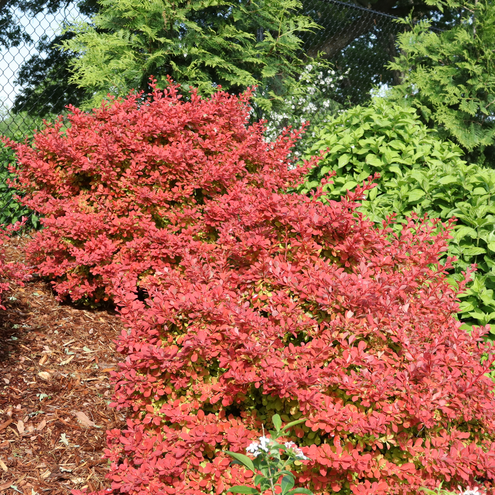 Barberry - SUNJOY FAST NEO
