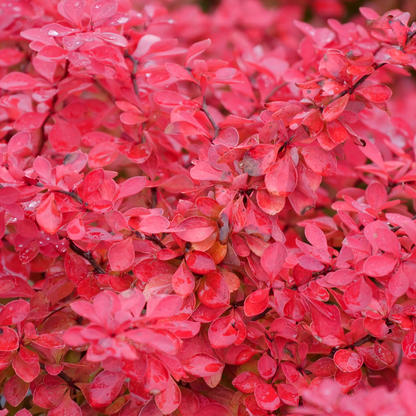 Barberry - SUNJOY FAST NEO